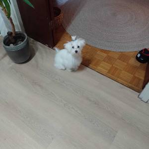 Hitno! Mini maltezer ženka