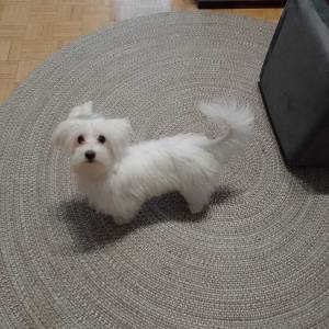 Hitno! Mini maltezer ženka