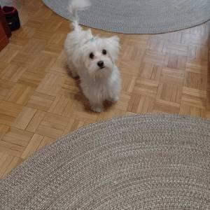 Hitno! Mini maltezer ženka