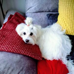 Hitno! Mini maltezer ženka