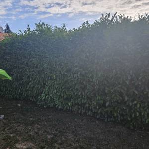 KOŠNJA TRAVE, ŠIŠANJE ŽIVICA, RUŠANJE STABALA, ODVOZ ZELENOG OTPADA