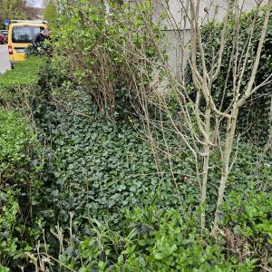 KOŠNJA TRAVE, ŠIŠANJE ŽIVICA, RUŠANJE STABALA, ODVOZ ZELENOG OTPADA