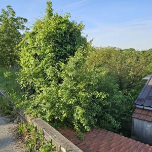 KOŠNJA TRAVE, ŠIŠANJE ŽIVICA, RUŠANJE STABALA, ODVOZ ZELENOG OTPADA