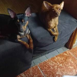 Muško štene pinča