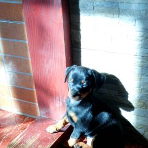 Muško štene pinča