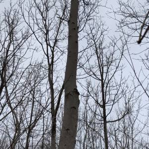 PRODAJA ŠUME / POLJOPRIVREDNOG ZEMLJIŠTA moguca zamjena