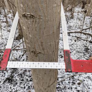 PRODAJA ŠUME / POLJOPRIVREDNOG ZEMLJIŠTA moguca zamjena
