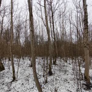 PRODAJA ŠUME / POLJOPRIVREDNOG ZEMLJIŠTA moguca zamjena