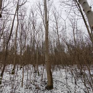 PRODAJA ŠUME / POLJOPRIVREDNOG ZEMLJIŠTA moguca zamjena