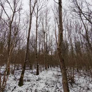 PRODAJA ŠUME / POLJOPRIVREDNOG ZEMLJIŠTA moguca zamjena