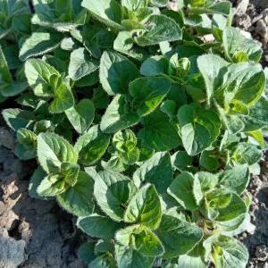 Prodajem dvogodišnje sadnice začinske biljke ORIGANA