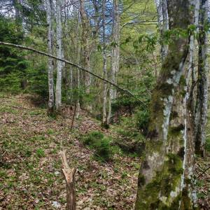 Prodajem povoljno šumu i livade