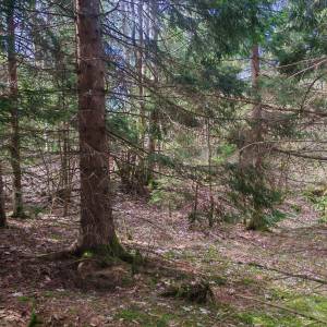 Prodajem povoljno šumu i livade