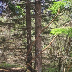 Prodajem povoljno šumu i livade