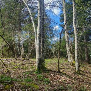 Prodajem povoljno šumu i livade