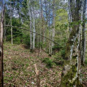 Prodajem povoljno šumu i livade