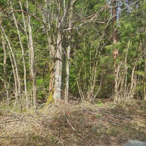 Prodajem povoljno šumu i livade