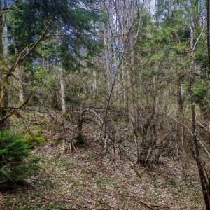 Prodajem povoljno šumu i livade