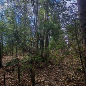 Prodajem povoljno šumu i livade