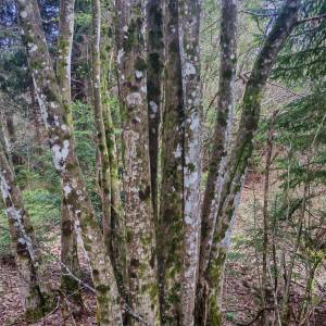 Prodajem povoljno šumu i livade