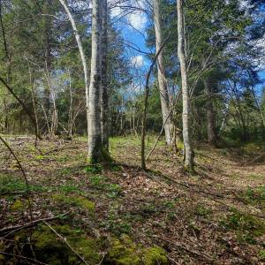 Prodajem povoljno šumu i livade