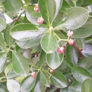 Prodajem sadnice japanske kurike (Euonymus japonicus)