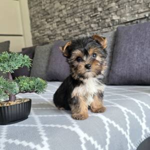 Yorkshire terrier, Yorki, Jokširski terier štenci