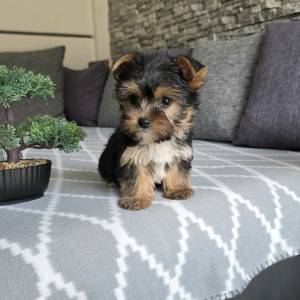 Yorkshire terrier, Yorki, Jokširski terier štenci