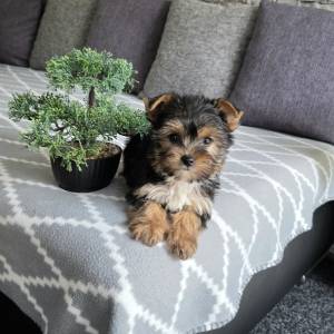 Yorkshire terrier, Yorki, Jokširski terier štenci