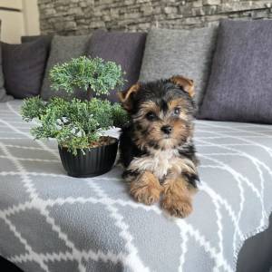 Yorkshire terrier, Yorki, Jokširski terier štenci