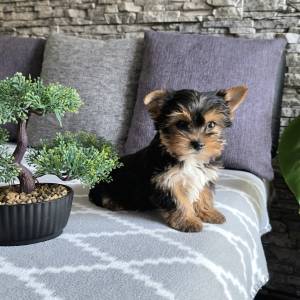 Yorkshire terrier, Yorki, Jokširski terier štenci