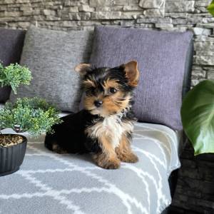 Yorkshire terrier, Yorki, Jokširski terier štenci