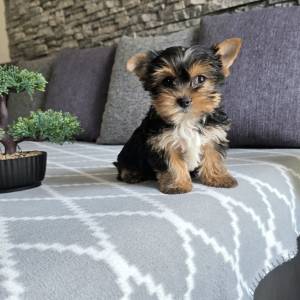 Yorkshire terrier, Yorki, Jokširski terier štenci