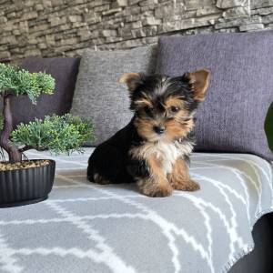 Yorkshire terrier, Yorki, Jokširski terier štenci