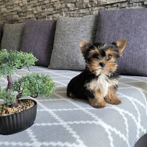 Yorkshire terrier, Yorki, Jokširski terier štenci