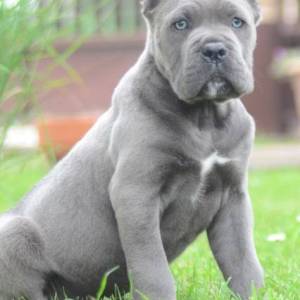 Cane Corso, štenci vrhunskog kvaliteta