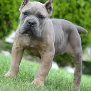 Cane Corso, štenci vrhunskog kvaliteta