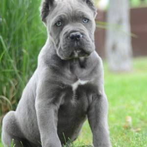 Cane Corso, štenci vrhunskog kvaliteta