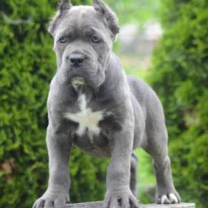 Cane Corso, štenci vrhunskog kvaliteta
