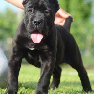 Cane Corso, štenci vrhunskog kvaliteta
