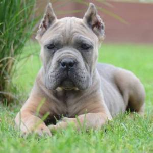 Cane Corso, štenci vrhunskog kvaliteta
