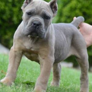 Cane Corso, štenci vrhunskog kvaliteta