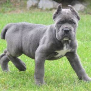 Cane Corso, štenci vrhunskog kvaliteta