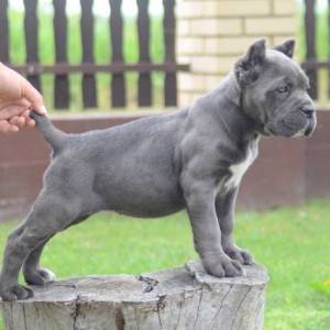 Cane Corso, štenci vrhunskog kvaliteta