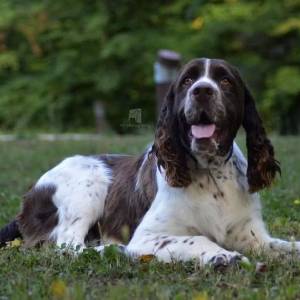 Carefully planned litter – English Springer Spaniel  “Of Mery Hill