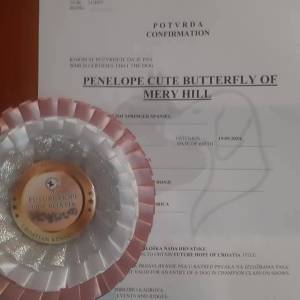 Carefully planned litter – English Springer Spaniel  “Of Mery Hill