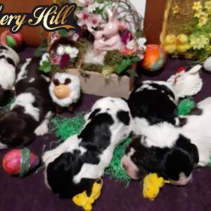 Carefully planned litter – English Springer Spaniel  “Of Mery Hill