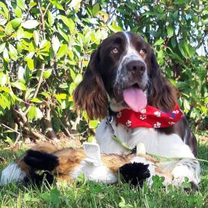 Carefully planned litter – English Springer Spaniel  “Of Mery Hill