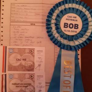Carefully planned litter – English Springer Spaniel  “Of Mery Hill