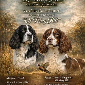 Carefully planned litter – English Springer Spaniel  “Of Mery Hill